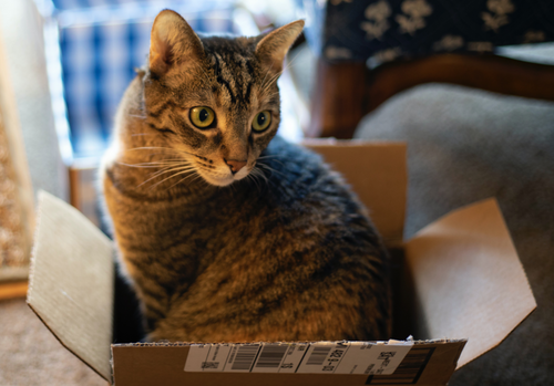 "Lion" 20 package Box image 1