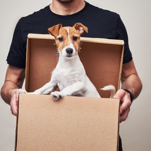 "Puma" 14 package box image 1