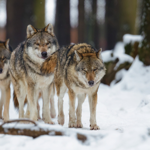 "Pack" 50 package 25 lbs box