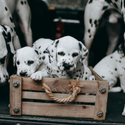 "Pack" 50 package 25 lbs box