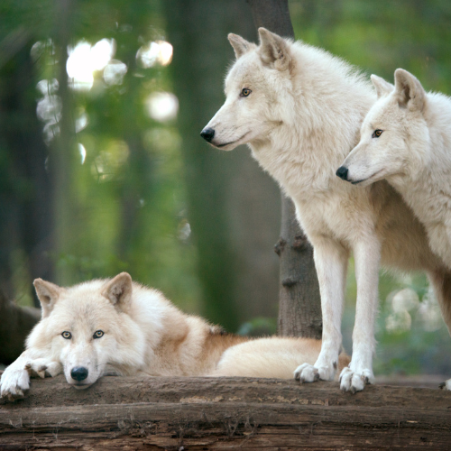 "Pack" 50 package 25 lbs box