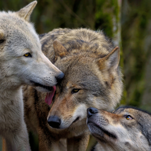 "Pack" 50 package 25 lbs box